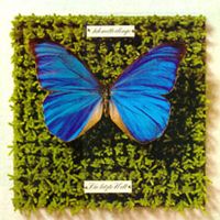 schmetterlinge letzte_welt